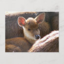 Suche nach hirsch postkarten Baby