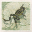 Suche nach grüner frosch untersetzer Wasser