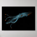 Suche nach tintenfische poster Oktopus