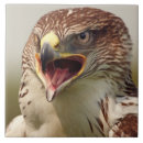Suche nach raubvögel fliesen Raubvogel