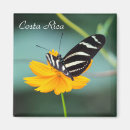 Suche nach longwing schmetterling des zebra Insekt