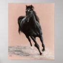 Suche nach pferdedrucke poster Arabisches pferd