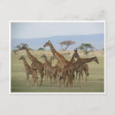 Suche nach tansania postkarten Giraffe