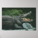 Suche nach krokodile poster Wildtiere