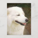 Suche nach samoyed postkarten Rasse