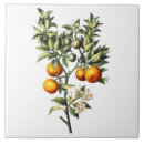 Suche nach citrus fliesen Orange