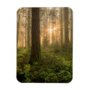 Suche nach tannenbaum magnete Wald