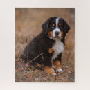 Suche nach bernese mountain dog puzzle Bernischer berghund
