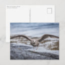 Suche nach möwen postkarten Seegras