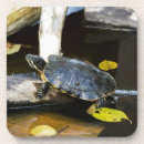 Suche nach amphibie untersetzer Tier