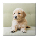 Suche nach couch untersetzer Welpe