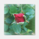 Suche nach rosenknospe magnete Grün
