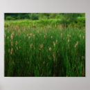 Suche nach schwanz poster Für sie