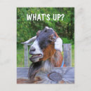 Suche nach goat postkarten Bauernhof