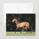 Suche nach lusitano postkarten Rasse
