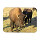 Suche nach bison magnete Natur