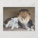 Suche nach lamb postkarten Weltfrieden