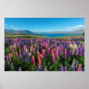 Suche nach lupinen poster Blume