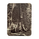 Suche nach grizzly magnete Amerika