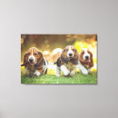 Suche nach hound Welpe