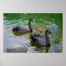 Suche nach schwarze schwäne poster Jede person