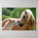 Suche nach haflinger pferde poster Niedlich