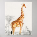 Suche nach vintage giraffen poster Natur