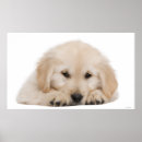 Suche nach golden retriever welpe poster Fotografie
