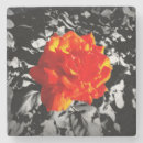 Suche nach rote rosen untersetzer Jede person