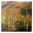 Suche nach saguaro fliesen Südwest