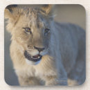 Suche nach namibia untersetzer Katze