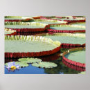 Suche nach lily pad poster Pond