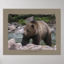 Suche nach grizzlybär poster Tragen