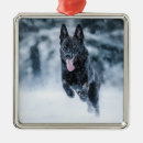 Suche nach schwarze schafe ornamente Hund