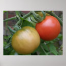 Suche nach rote tomate poster Nahrung