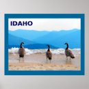 Suche nach gänse poster Vögel