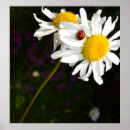 Suche nach ladybug poster Blume