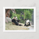 Suche nach großer panda postkarten Bambus