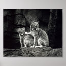 Suche nach der luchs poster Katzen