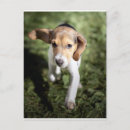 Suche nach beagle welpe postkarten Tiere