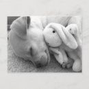 Suche nach moments postkarten Hunde