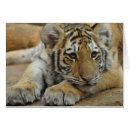 Suche nach amur postkarten Tiere