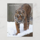 Suche nach smithsonian postkarten Tier