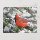 Suche nach rote brust postkarten Grenze danita