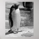 Suche nach schnabel poster Vogel