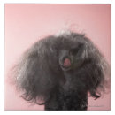 Suche nach haar fliesen Hund