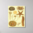 Suche nach algen leinwandbilder Anemon