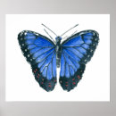 Suche nach blauer morpho schmetterling poster Tropisch
