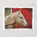 Suche nach palomino postkarten Viertelpferd