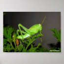 Suche nach heuschrecke poster Tiere